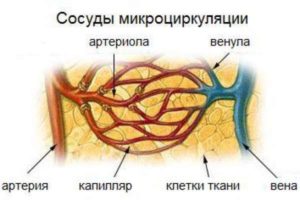 капилляры