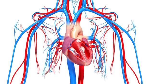 Варикоз и другие заболевания сердечно-сосудистой системы